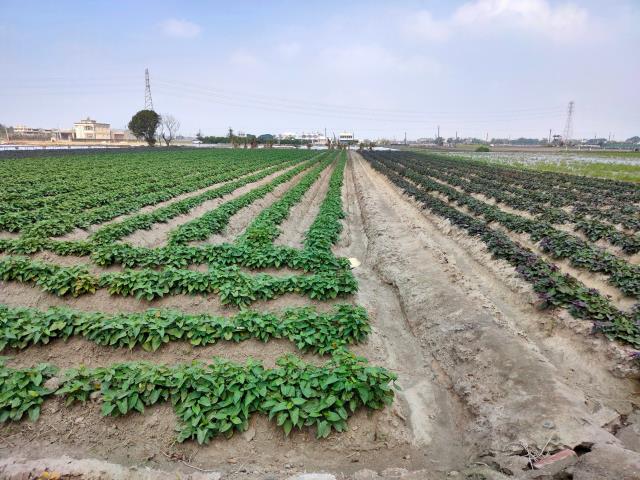 彰化埔鹽農地-4