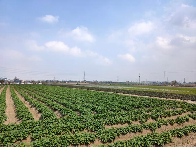 彰化埔鹽農地-8