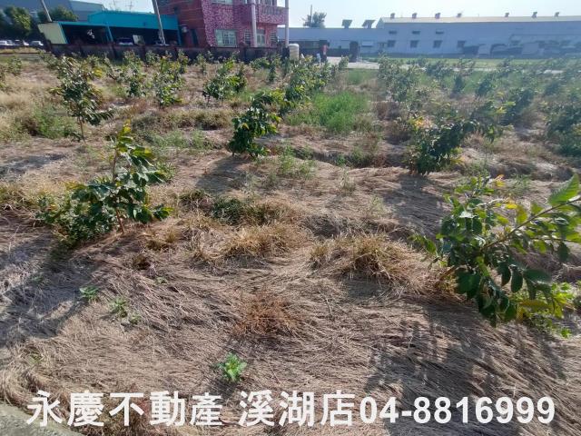 竹塘農地-5