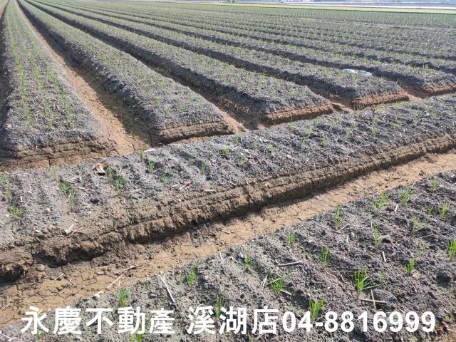 彰化農地-3